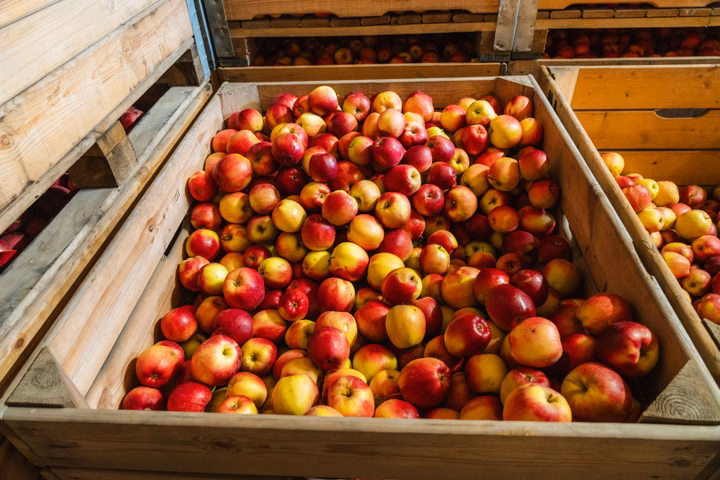 Wooden crates overflowing with ripe, red and yellow apples at a farm.